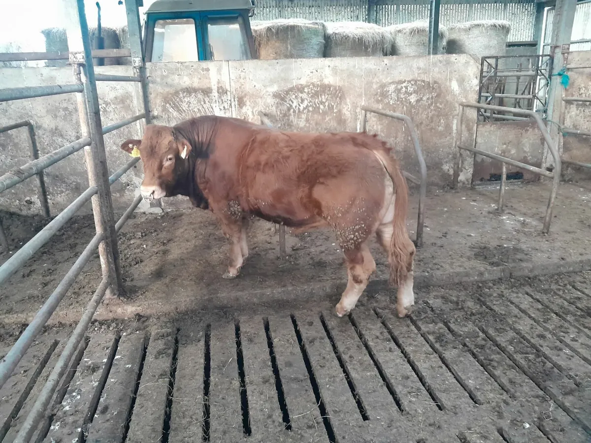 Pure Bred AI Limousin Bull - Image 4