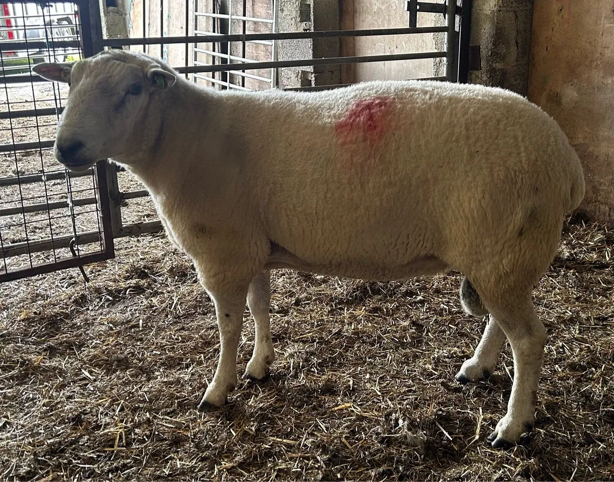 Belclare Ram for sale - Image 1