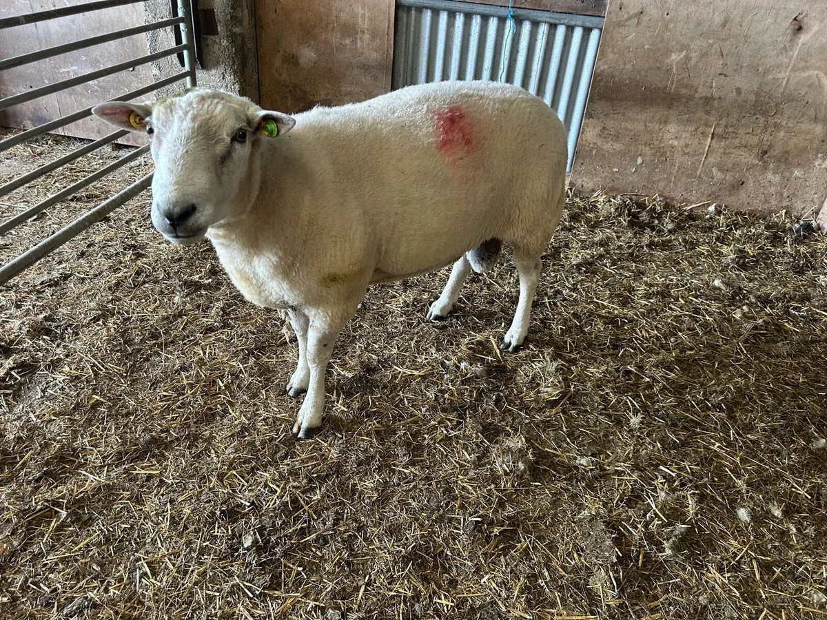 Belclare Ram for sale - Image 2