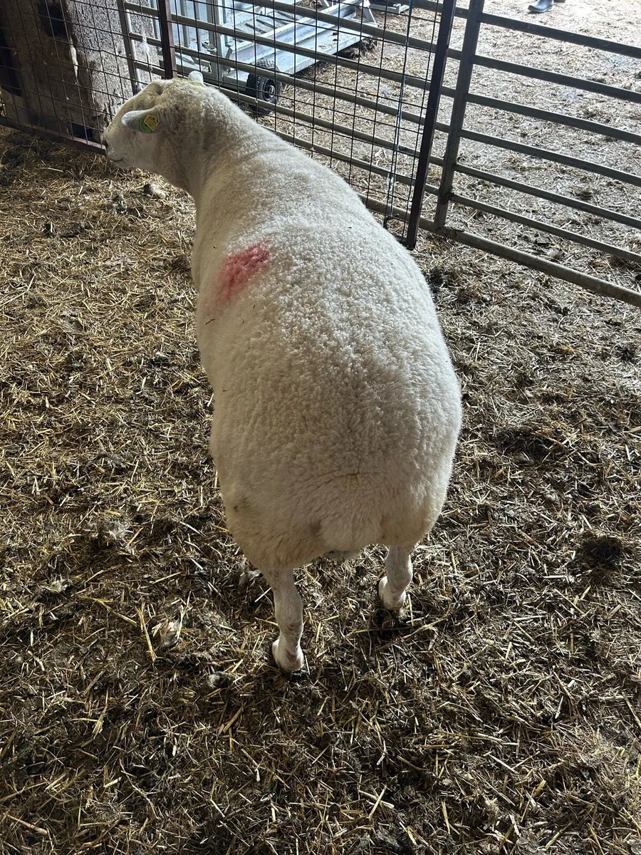 Belclare Ram for sale - Image 3