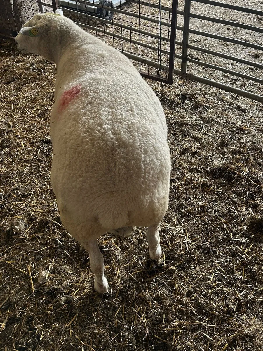 Belclare Ram for sale - Image 4