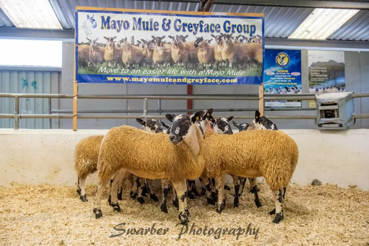 Mayo Mule & Greyface Premier Sales - Image 1