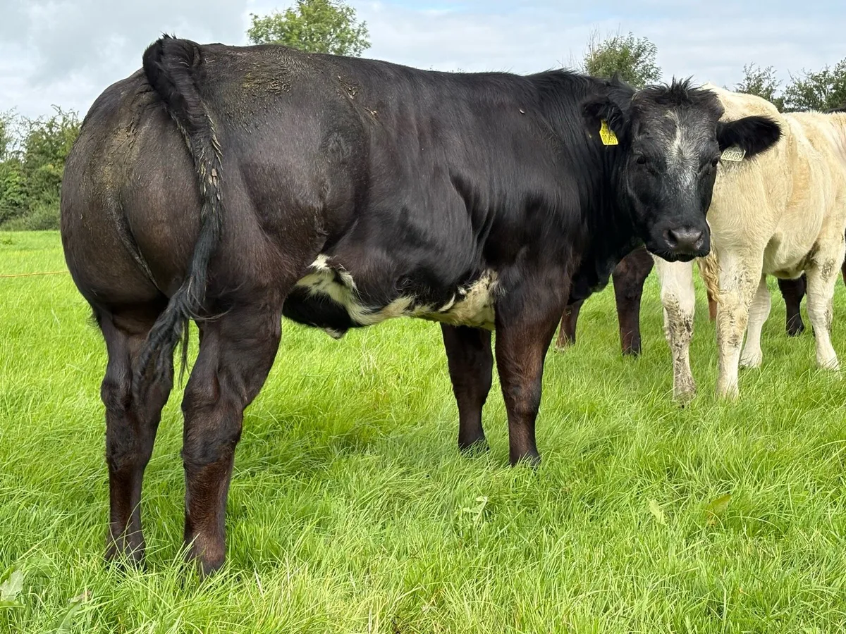 BBX Heifers - Image 1
