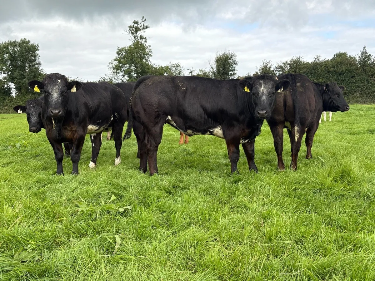 BBX Heifers - Image 2