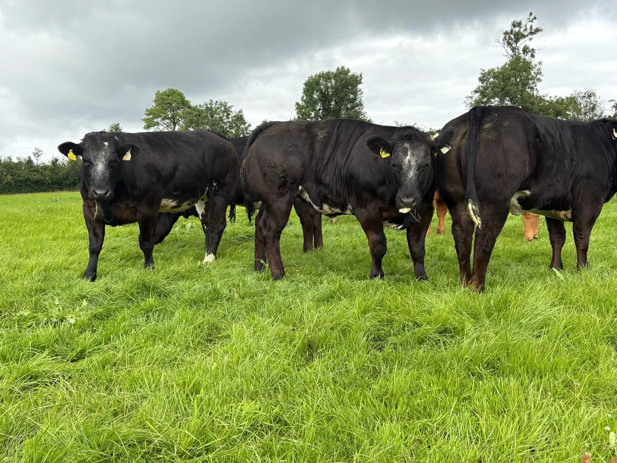 BBX Heifers - Image 3