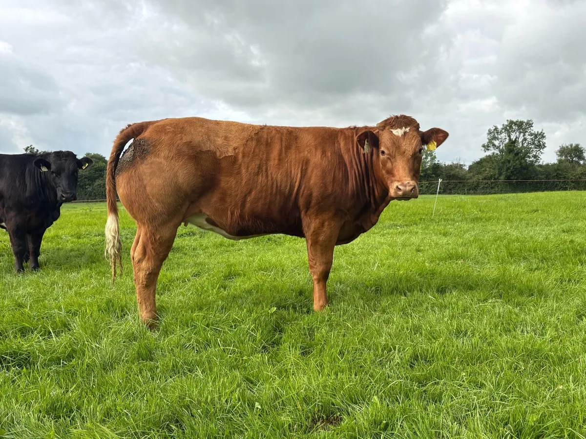 BBX Heifers - Image 4