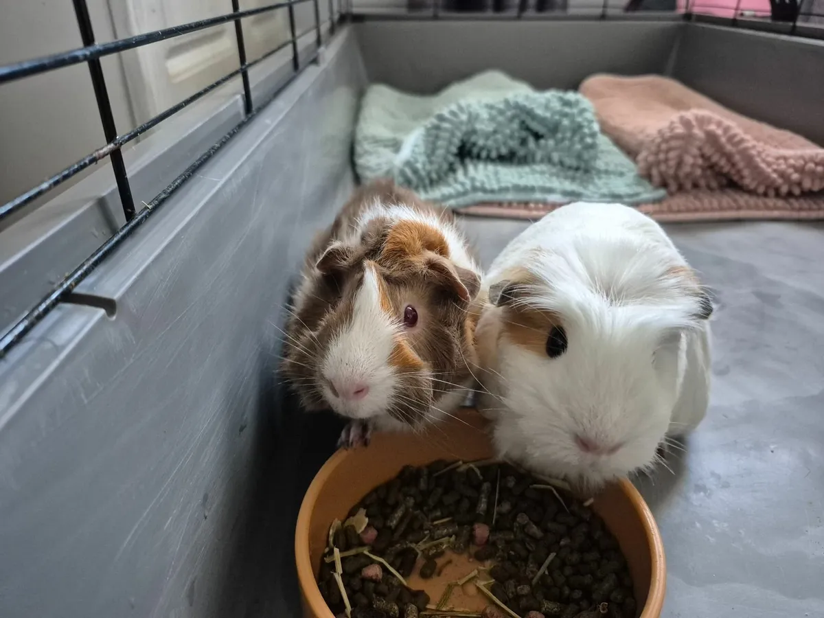 Guinea pigs - Image 1