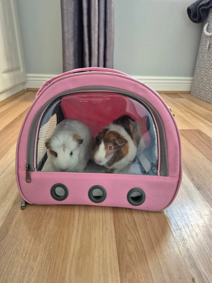 Guinea pigs - Image 2