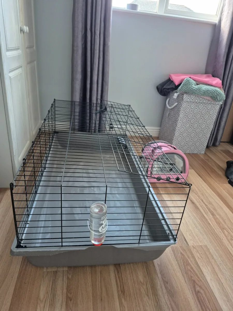 Guinea pigs - Image 3