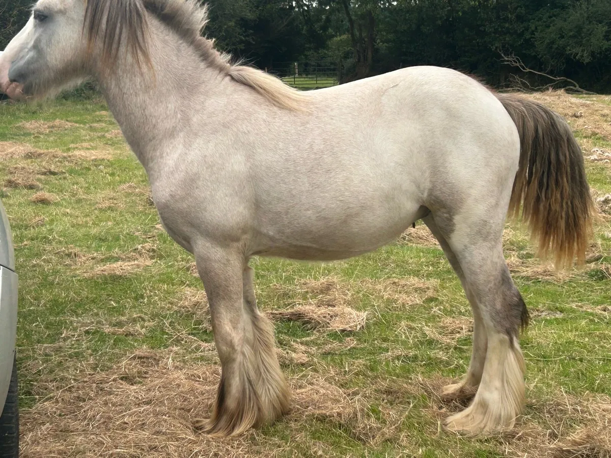 13 month old cold foal - Image 1