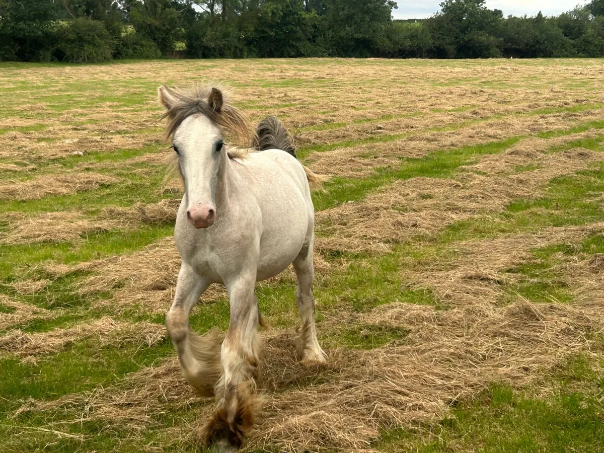 13 month old cold foal - Image 2