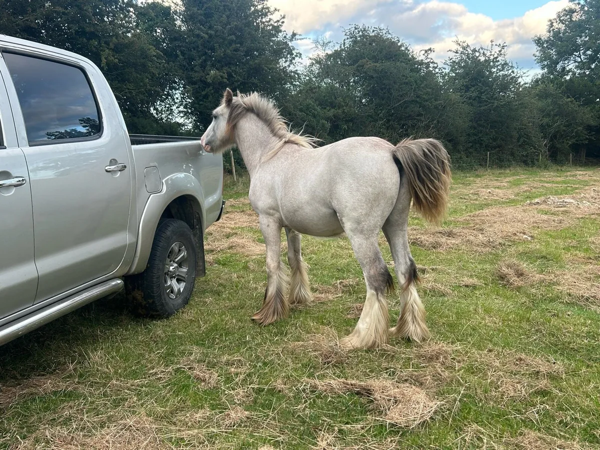 13 month old cold foal - Image 3