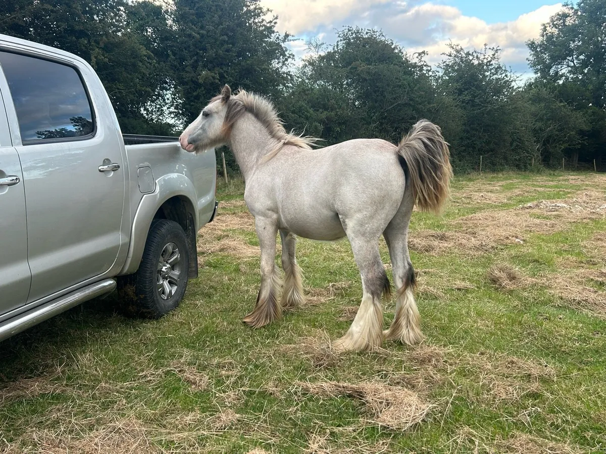 13 month old cold foal - Image 4
