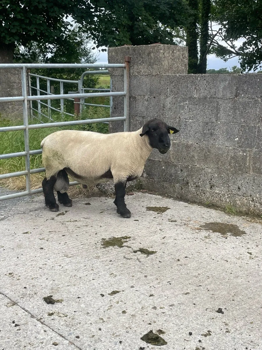 Suffolk Ram - Image 1