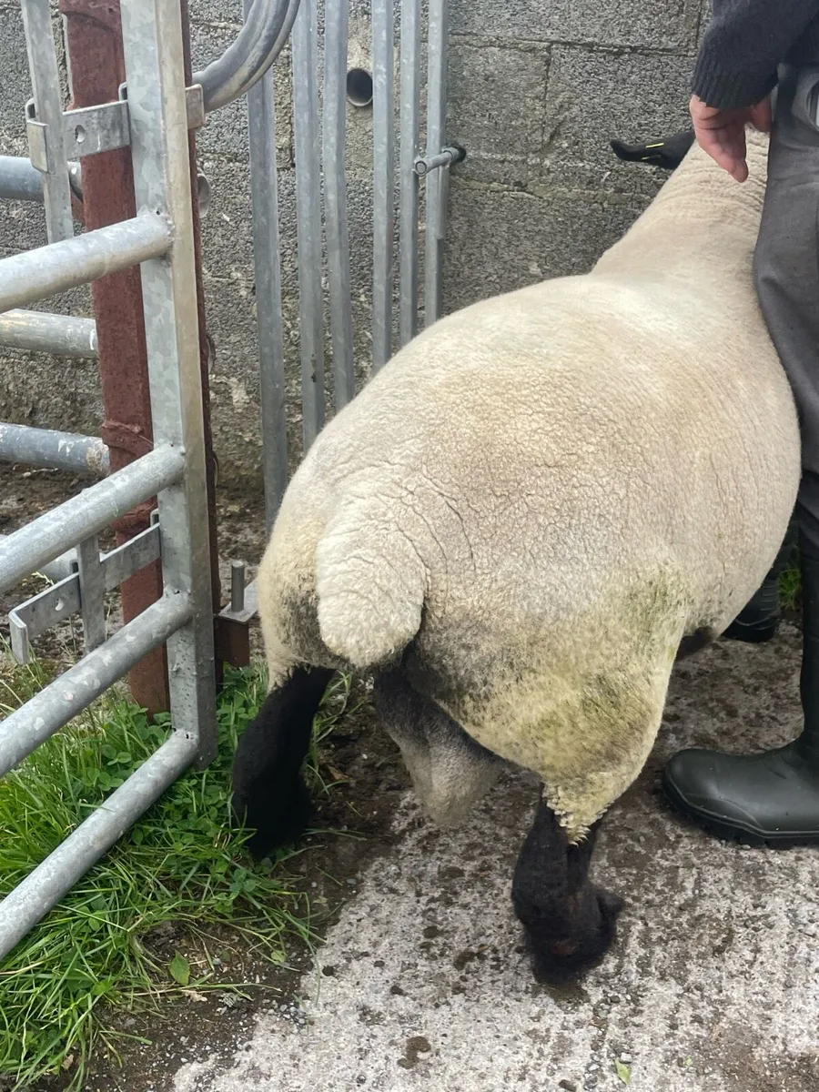 Suffolk Ram - Image 2
