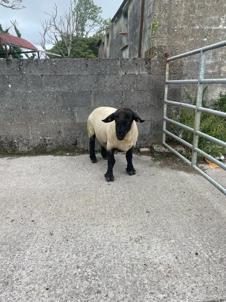 Suffolk Ram - Image 3