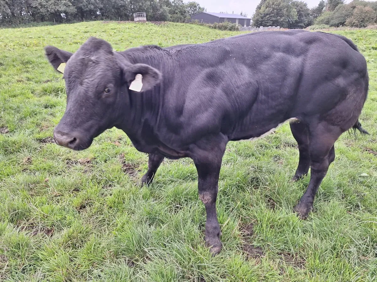 heifer - Image 1