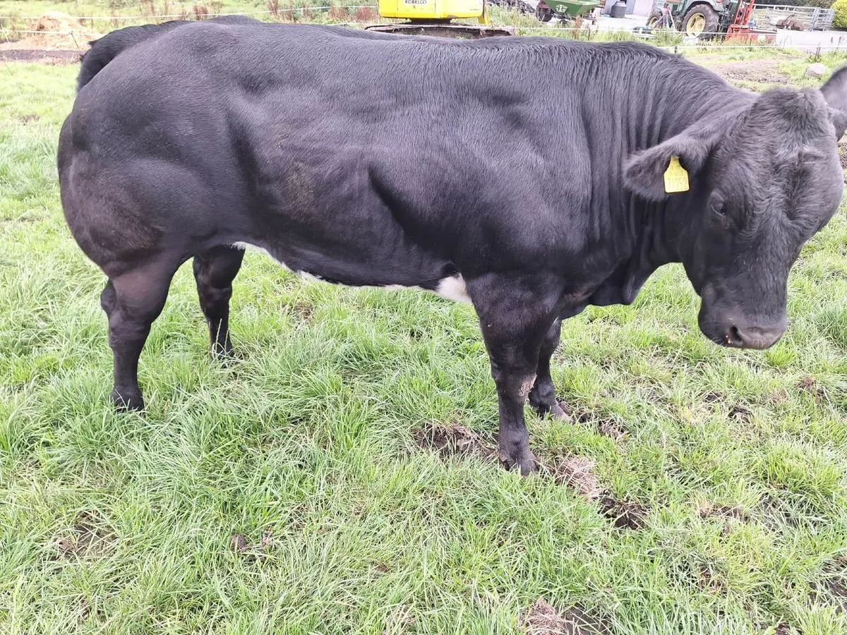 heifer - Image 2