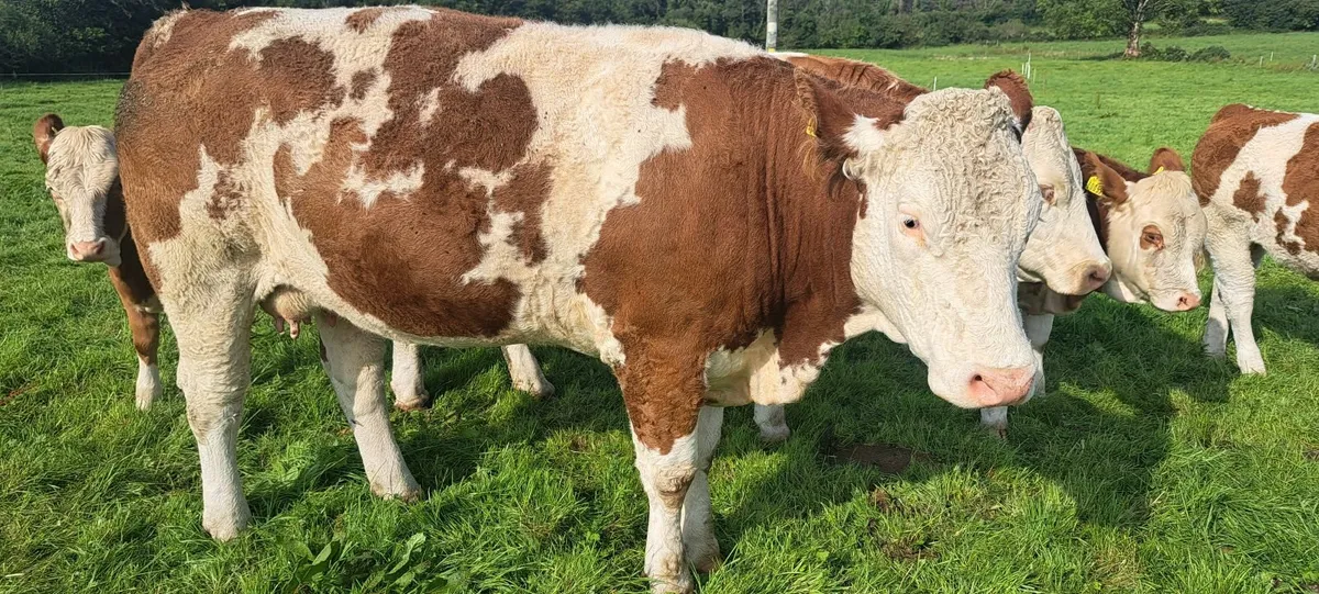 PBR Simmental heifer - Image 1