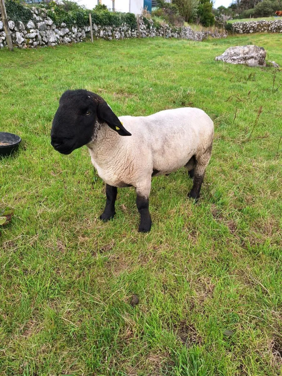 PBR Suffolk Ram - Image 1