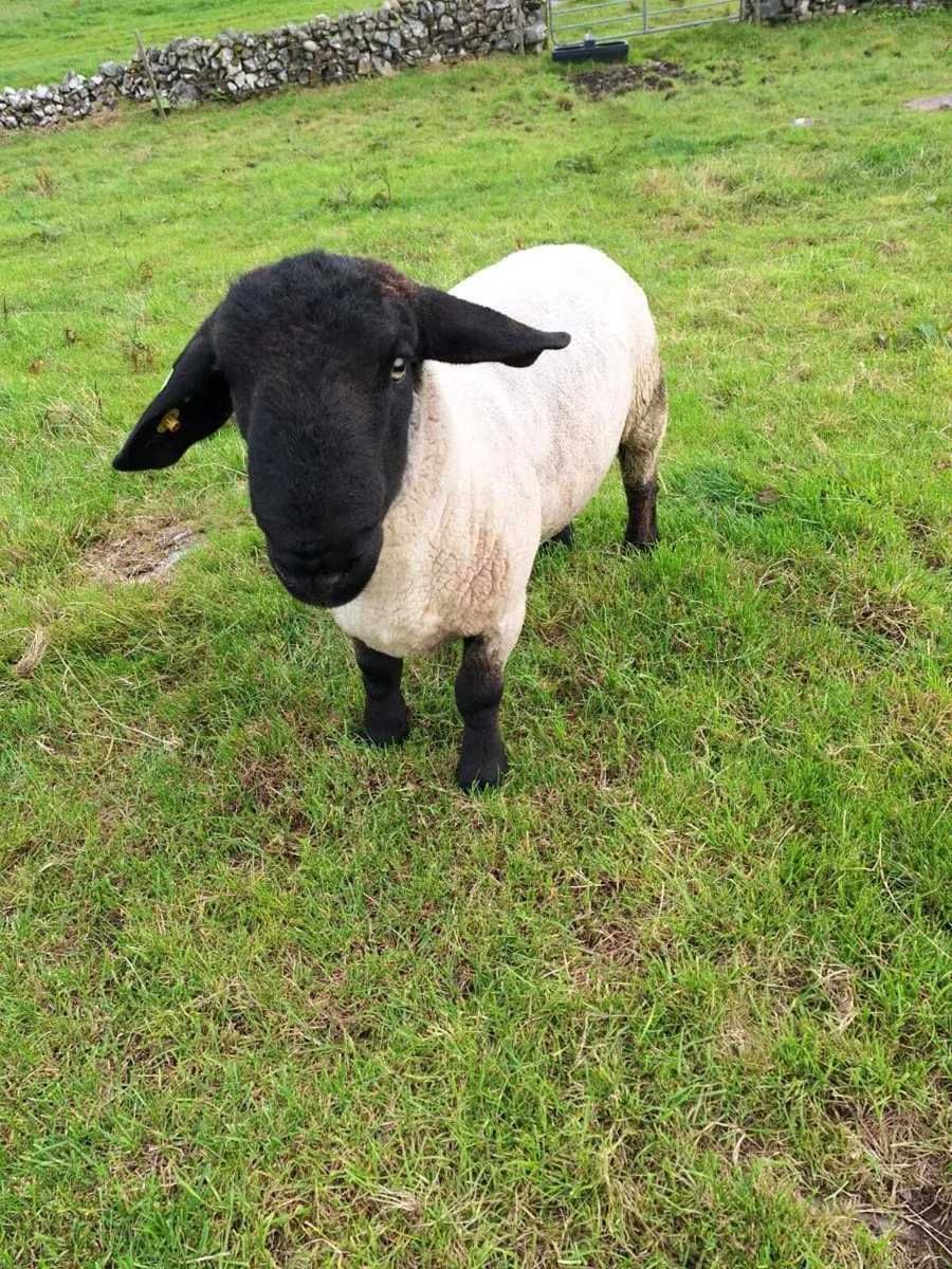 PBR Suffolk Ram - Image 2