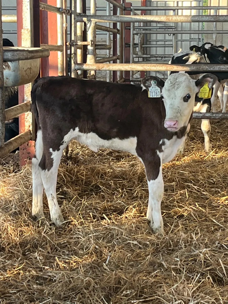 Hereford heifer calf - Image 3
