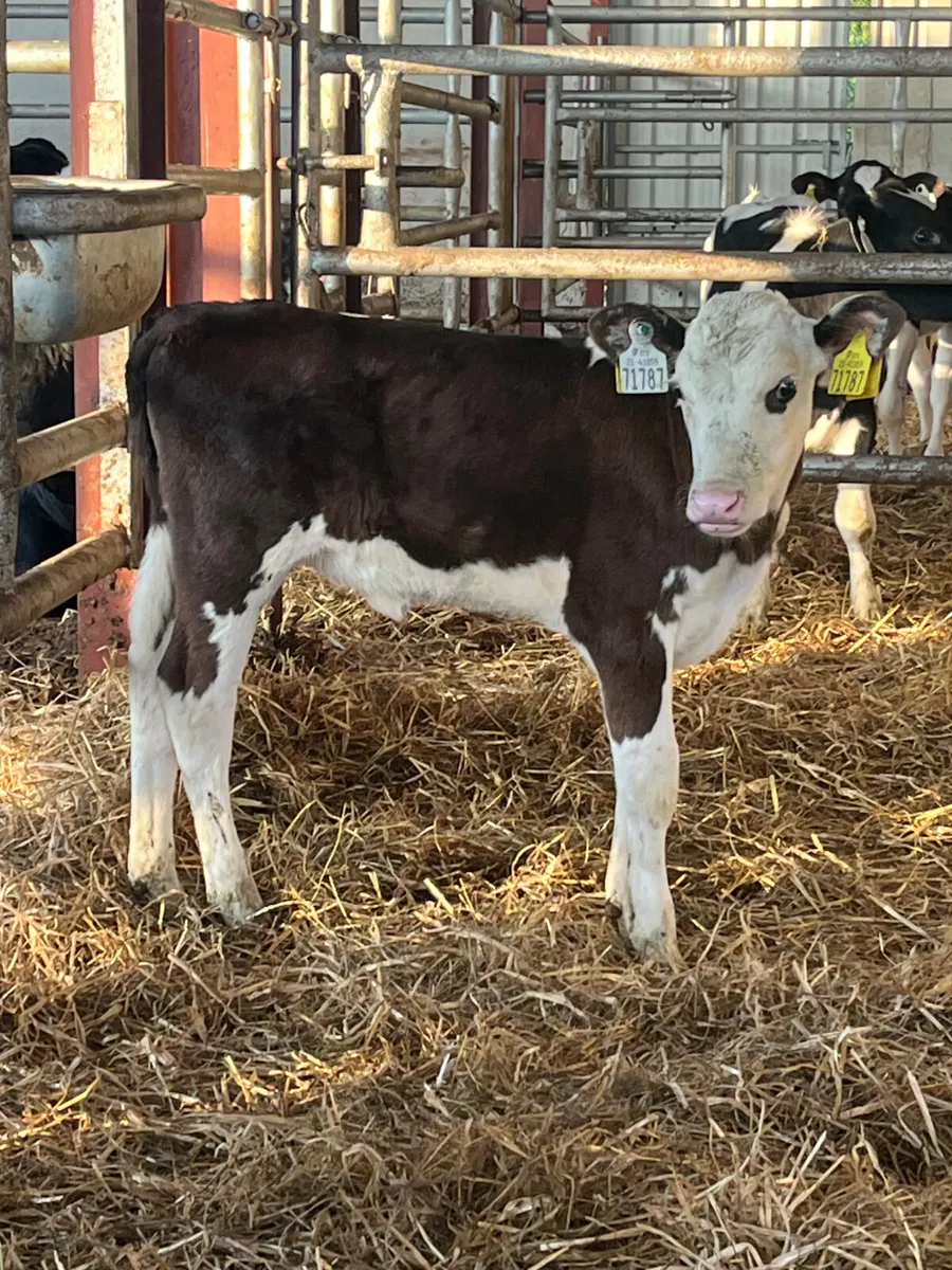 Hereford heifer calf - Image 2