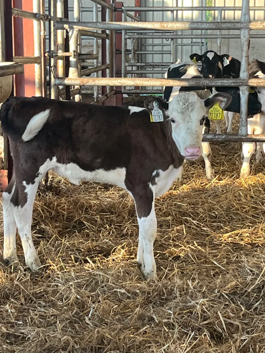 Hereford heifer calf - Image 1
