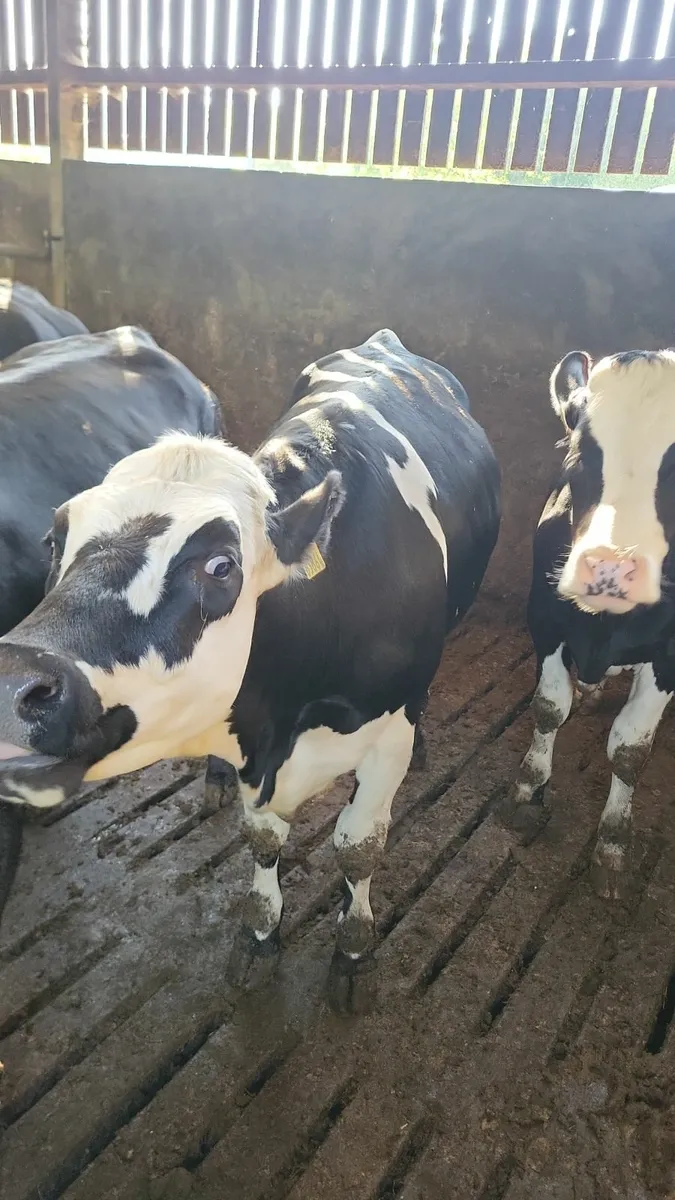 Heifers - Image 1