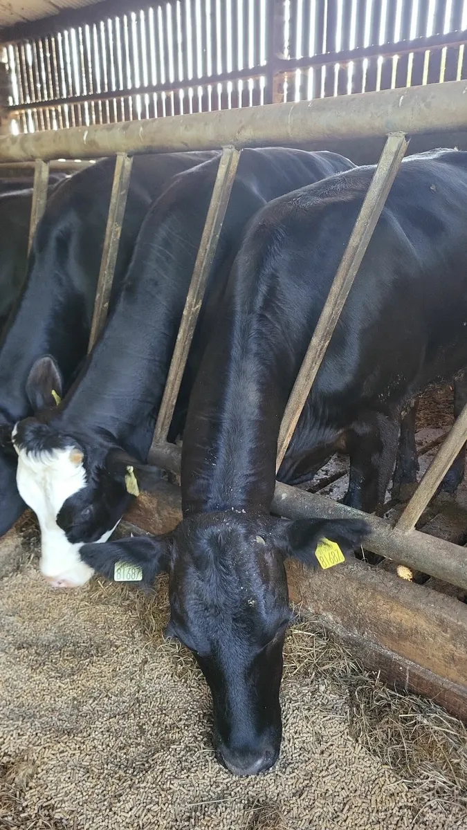 Heifers - Image 2