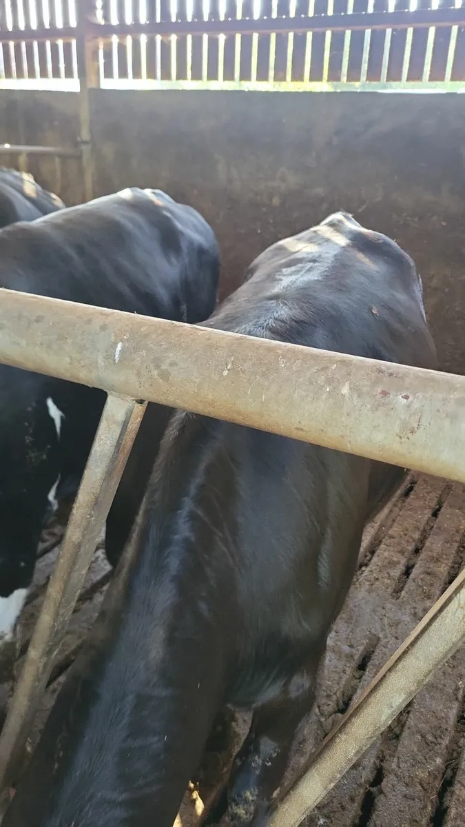 Heifers - Image 3