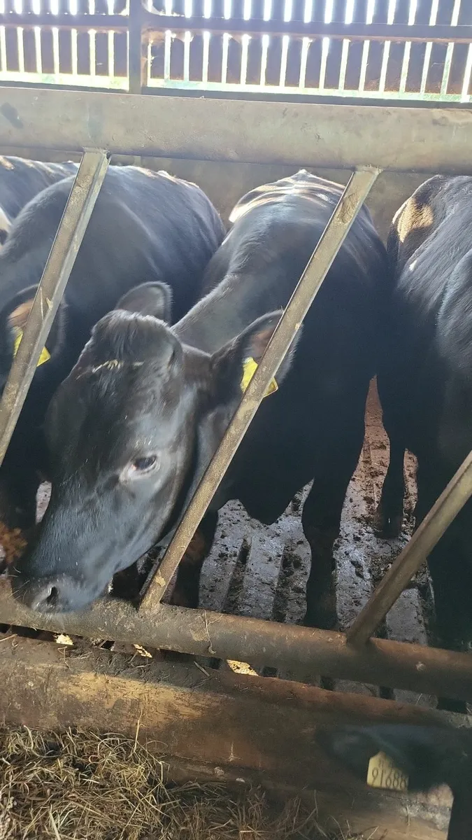 Heifers - Image 4