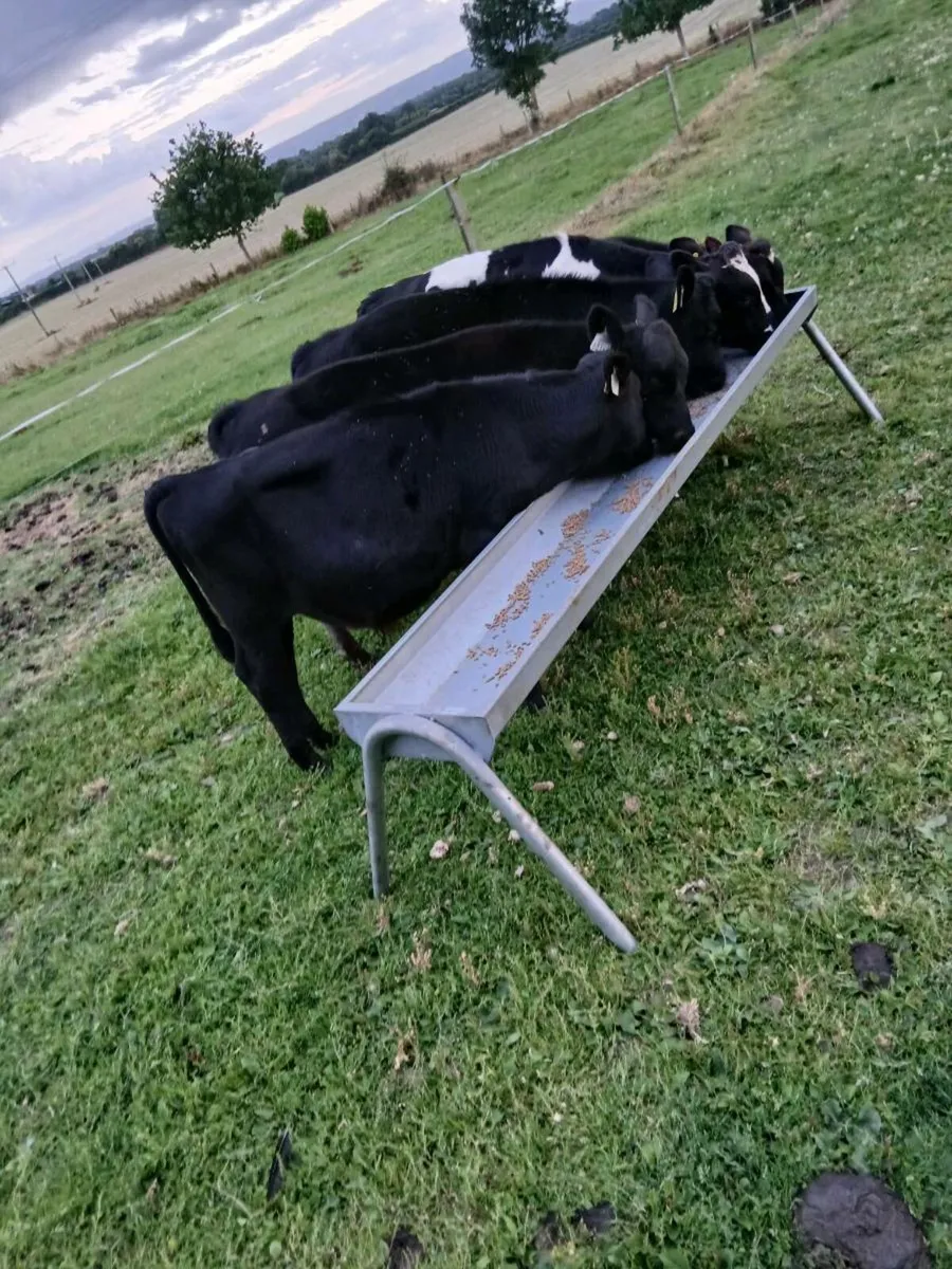 Friesian Bulls - Image 1