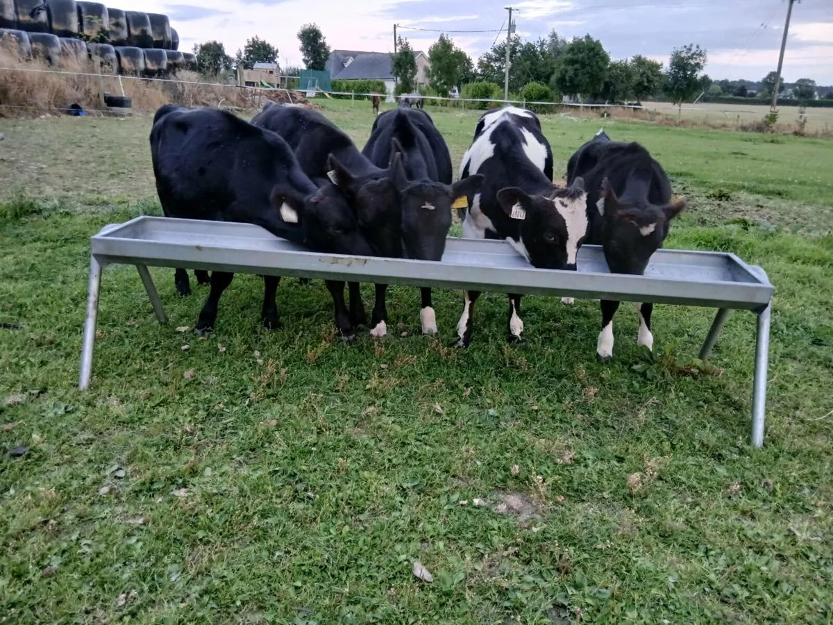 Friesian Bulls - Image 2
