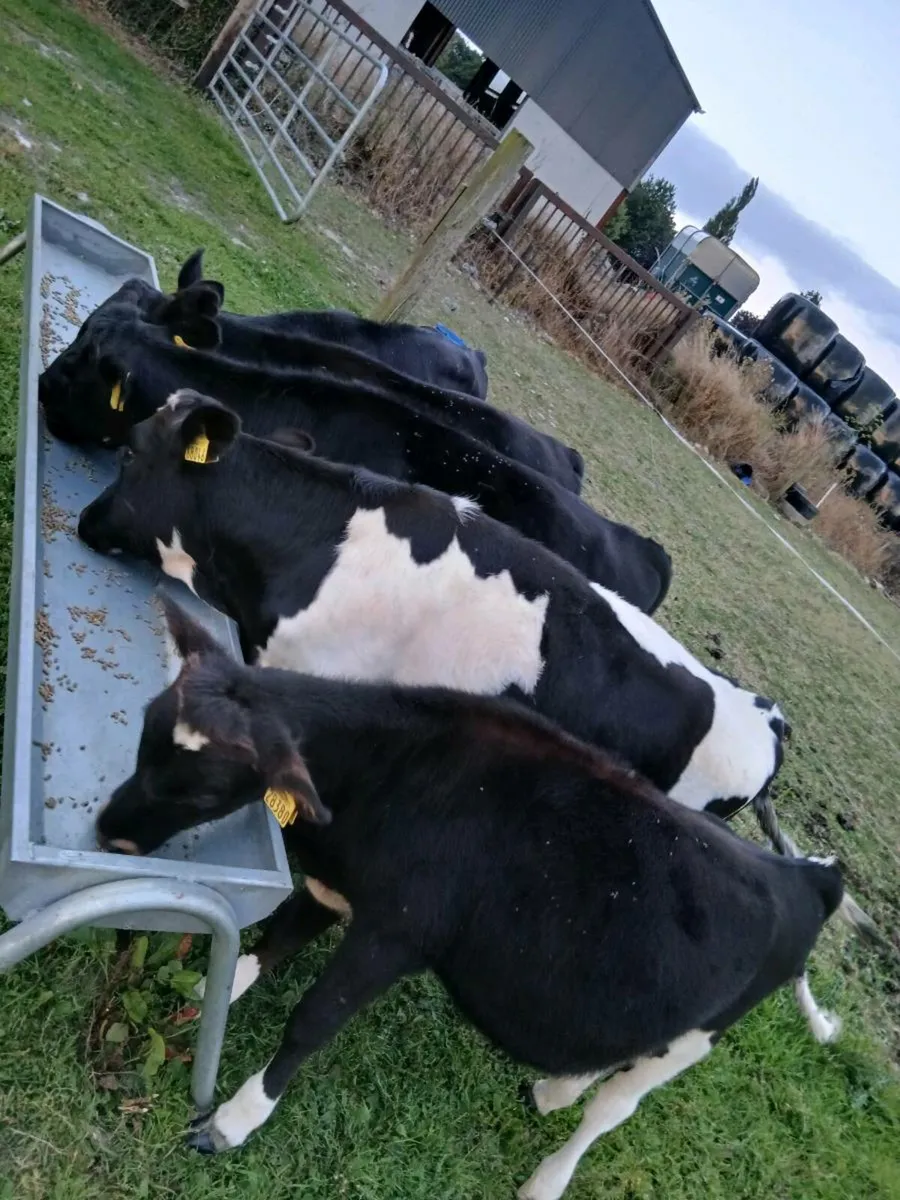 Friesian Bulls - Image 3