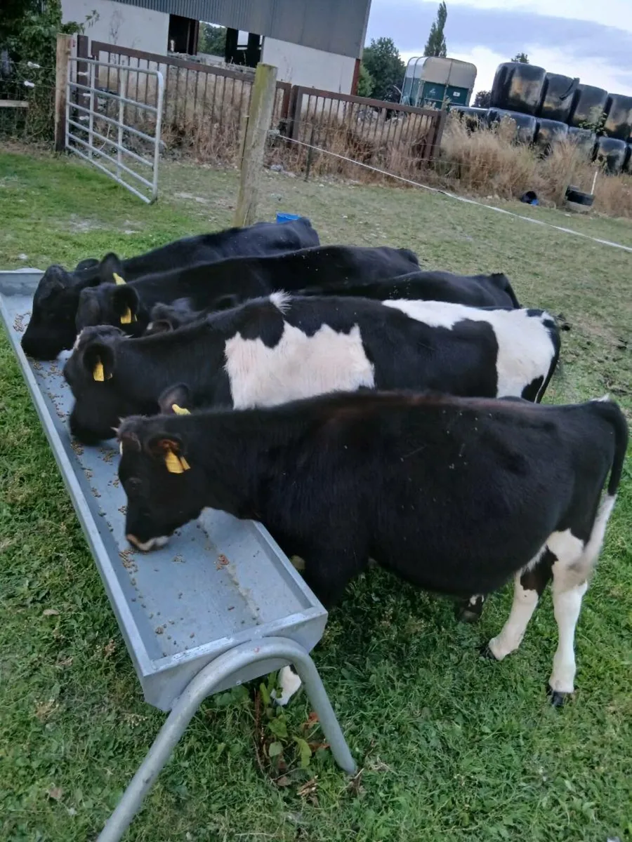 Friesian Bulls - Image 4