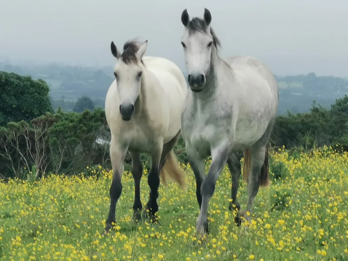 Ponies - Image 1