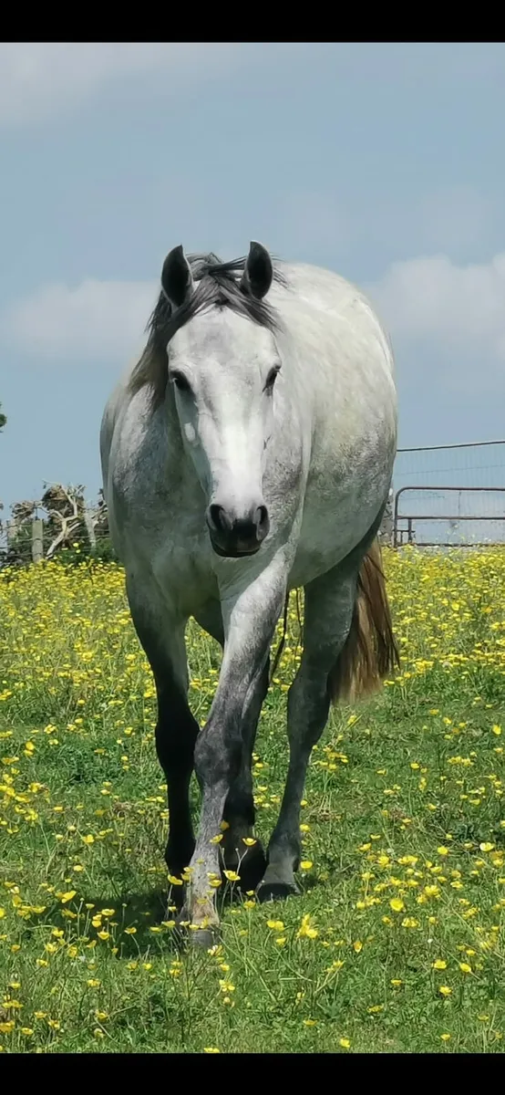 Ponies - Image 2