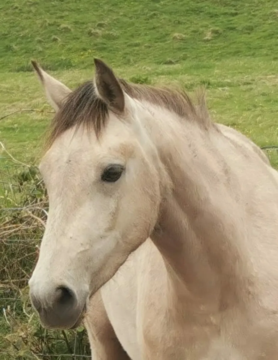 Ponies - Image 3