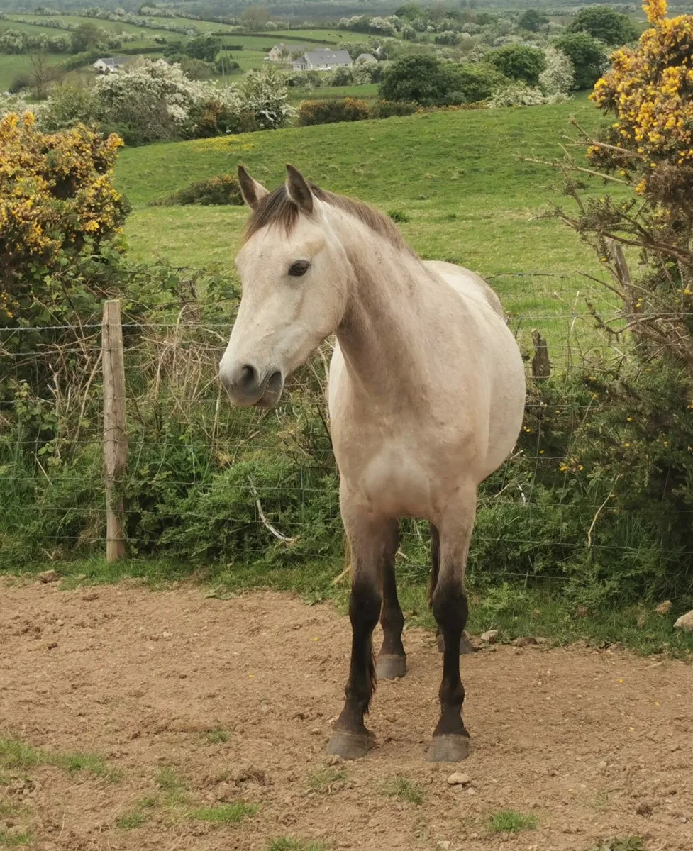 Ponies - Image 4