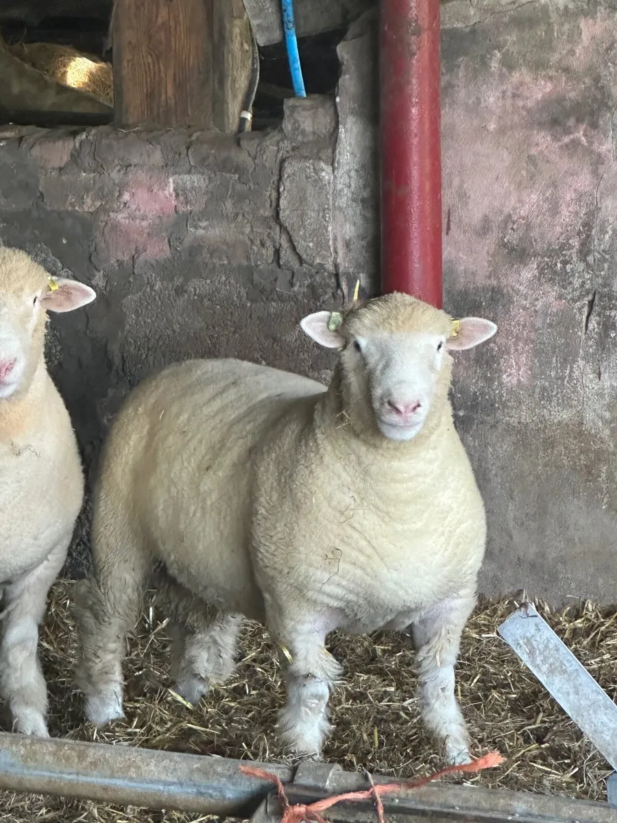 Pedigree registered Dorset ram lambs - Image 1