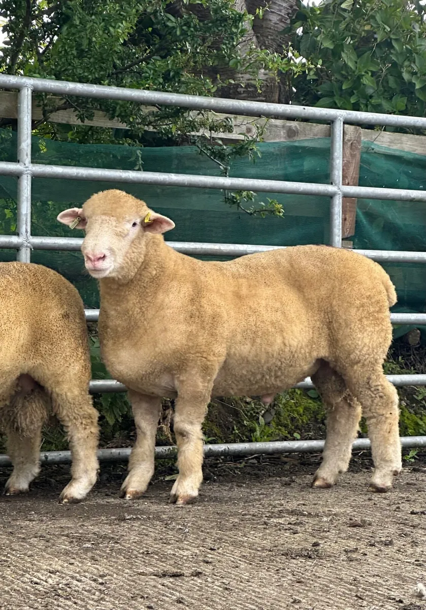Pedigree registered Dorset ram lambs - Image 2