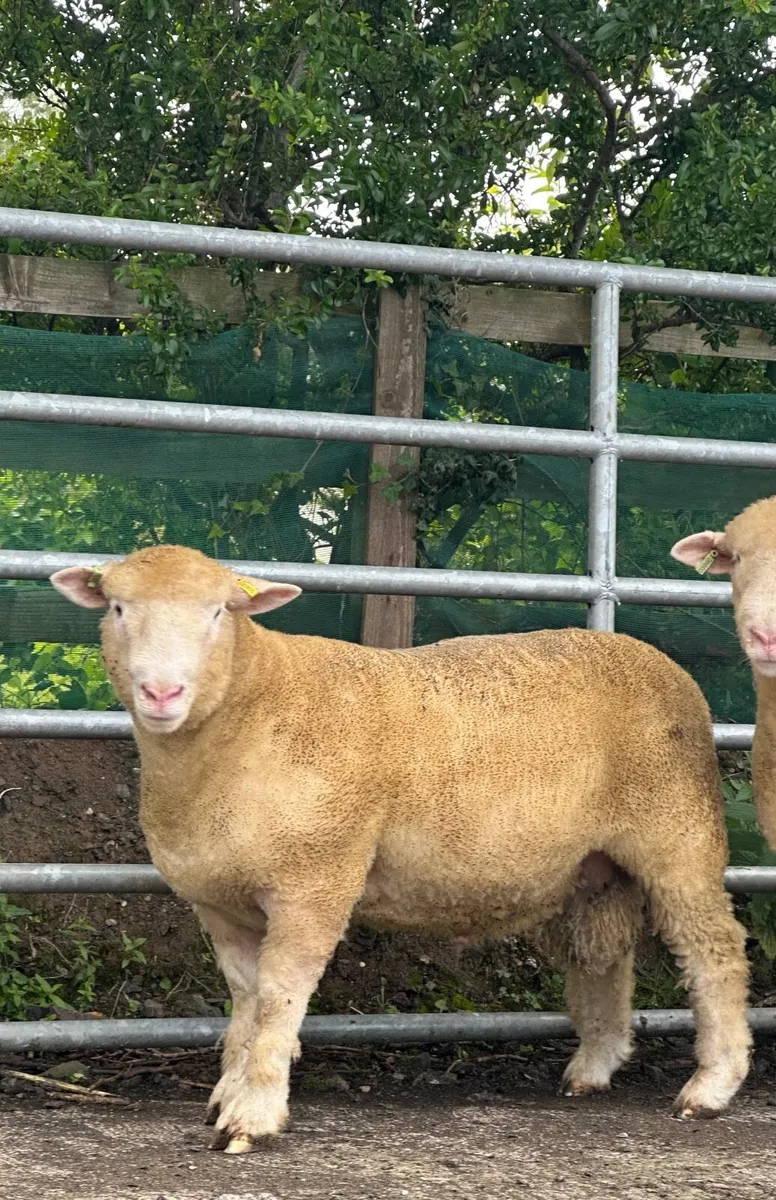 Pedigree registered Dorset ram lambs - Image 3