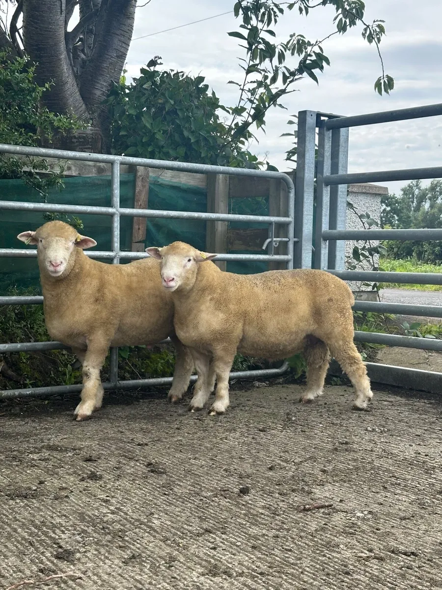 Pedigree registered Dorset ram lambs - Image 4