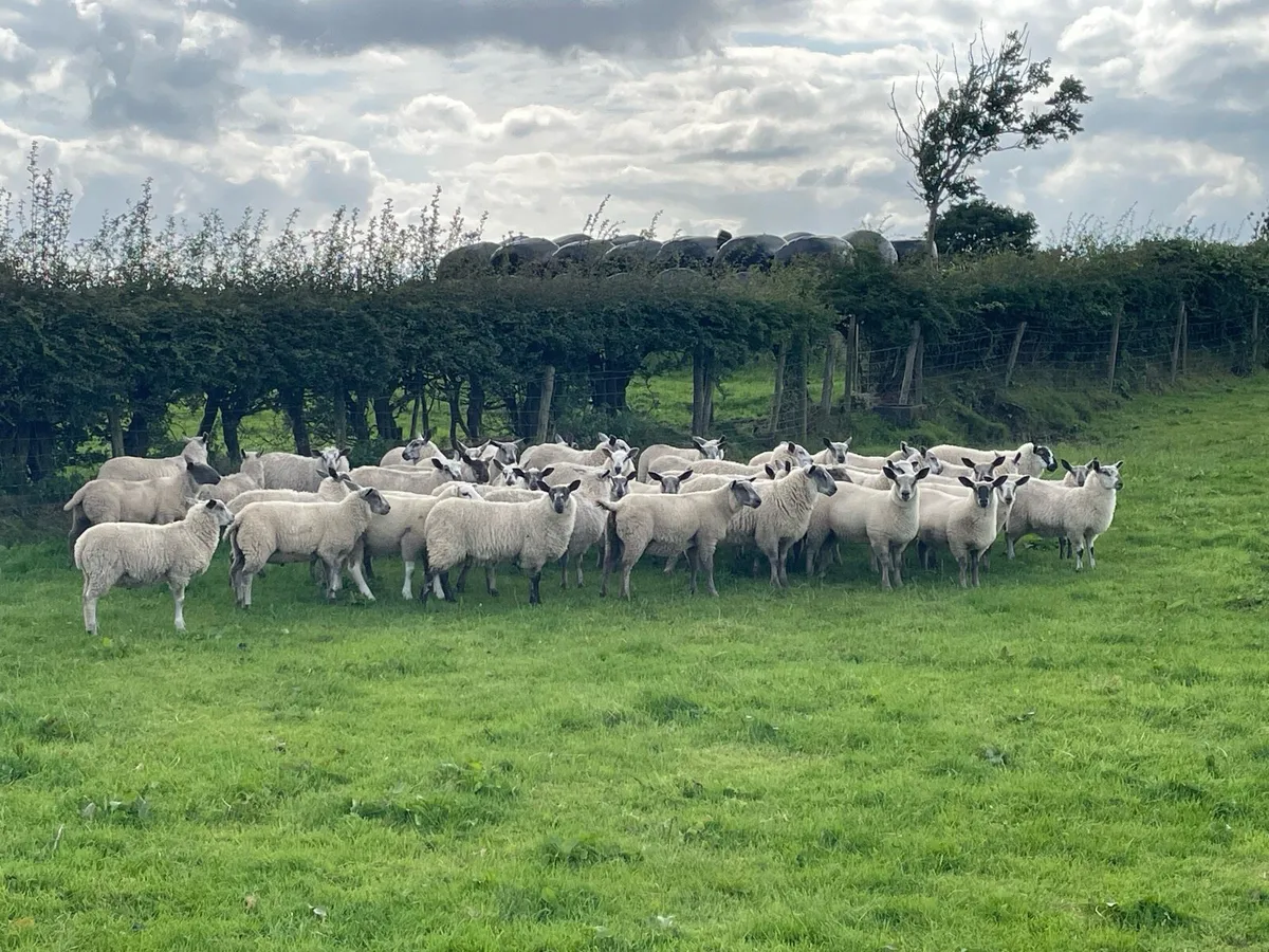 Store lambs - Image 1
