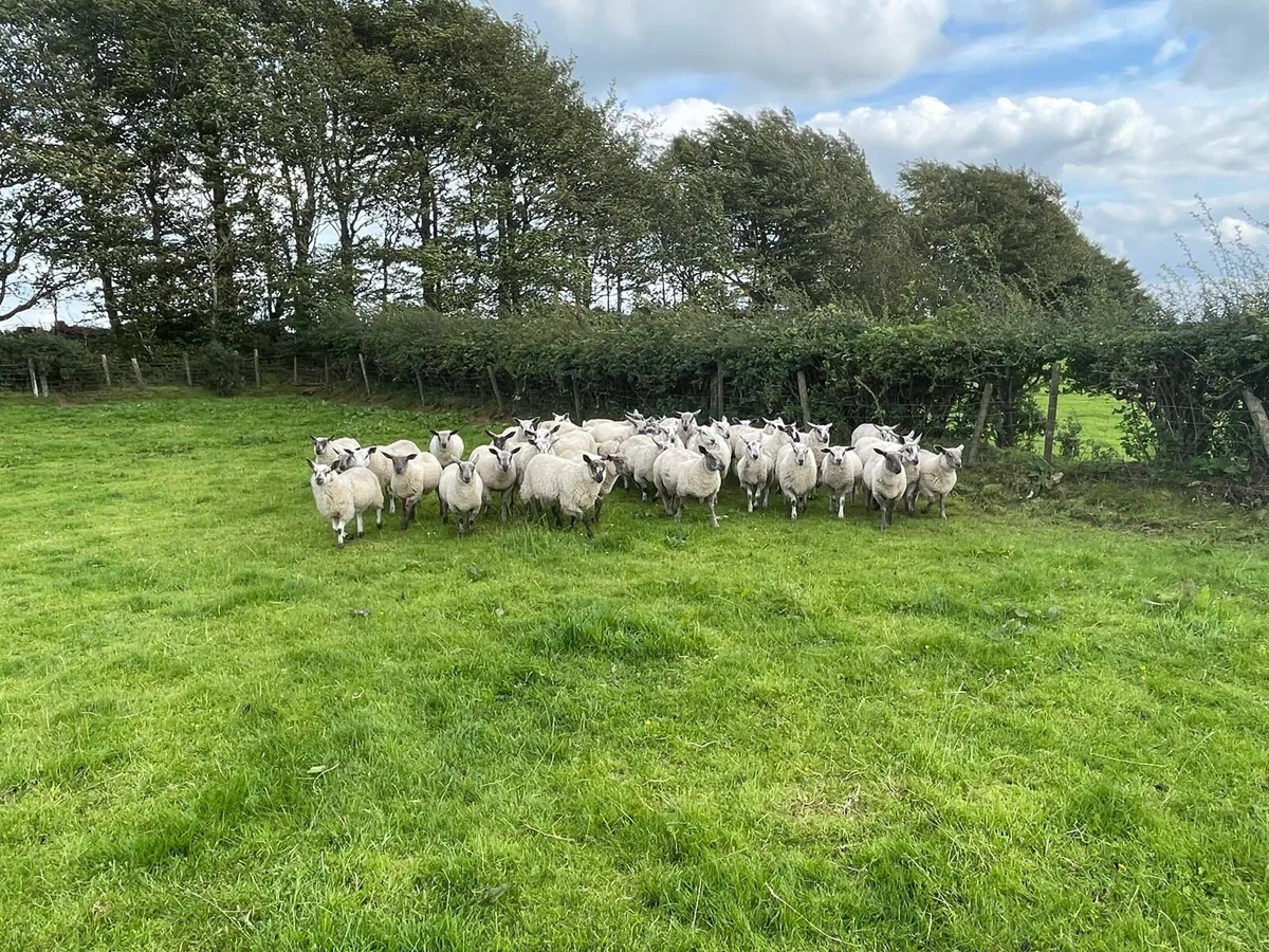 Store lambs - Image 2