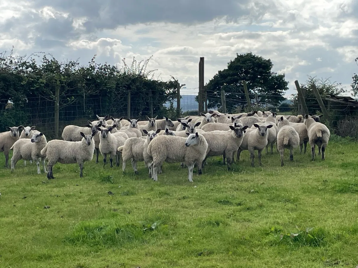 Store lambs - Image 3