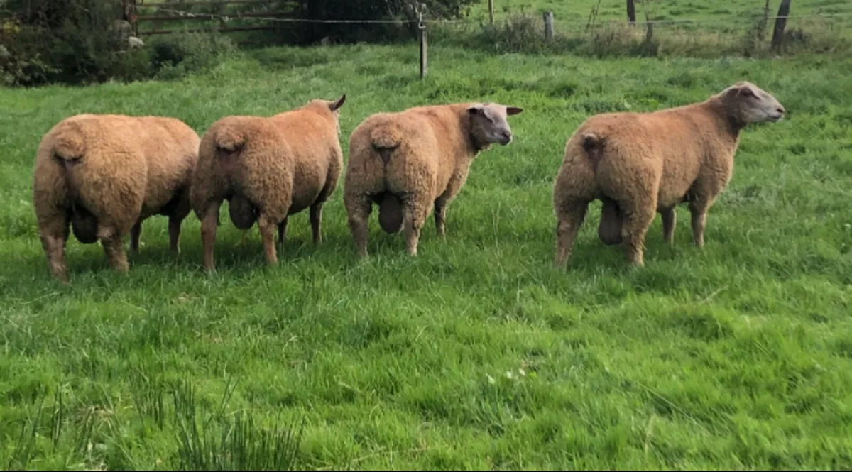SIS Eligible Charollais Ram Lambs - Image 2