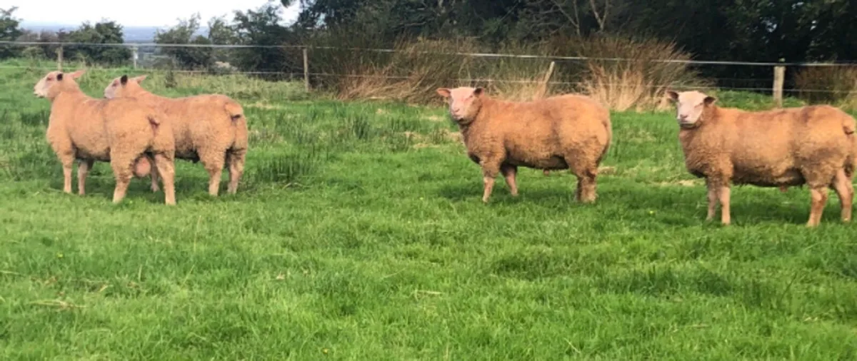 SIS Eligible Charollais Ram Lambs - Image 3
