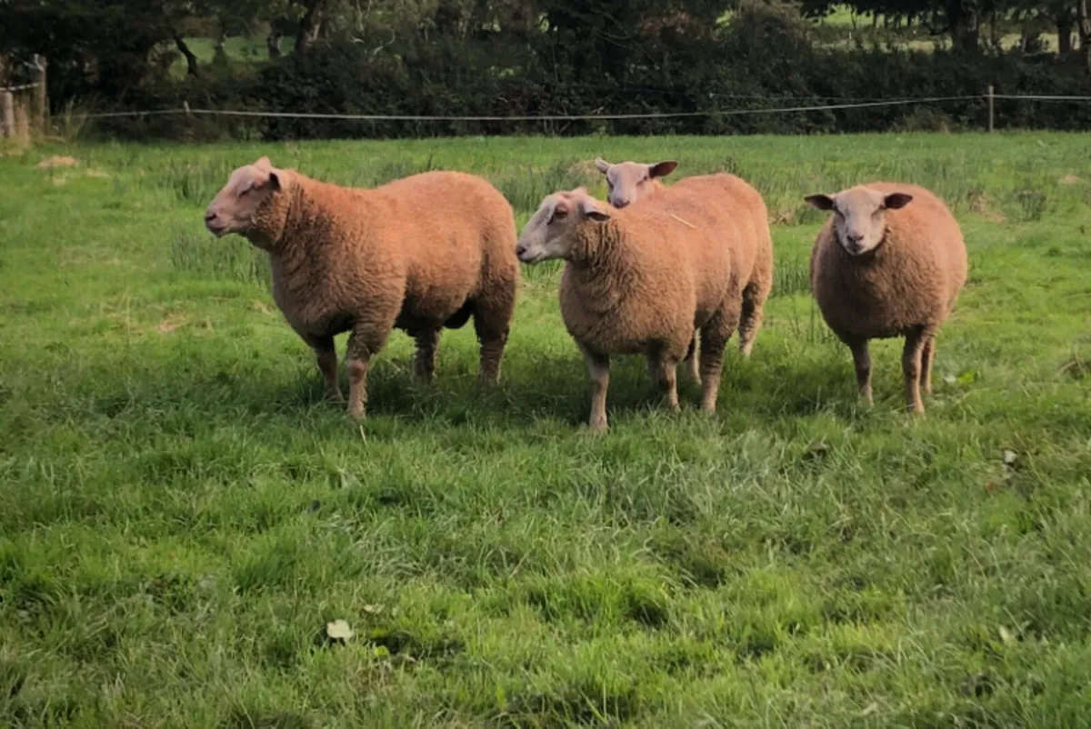 SIS Eligible Charollais Ram Lambs - Image 4